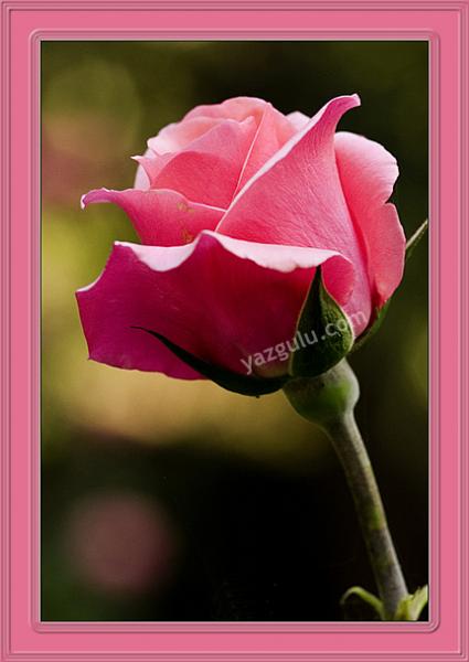 ����� ��� ����� ��� ����� ����� ������ ������ ����� ��� �������� ��� ���� ������